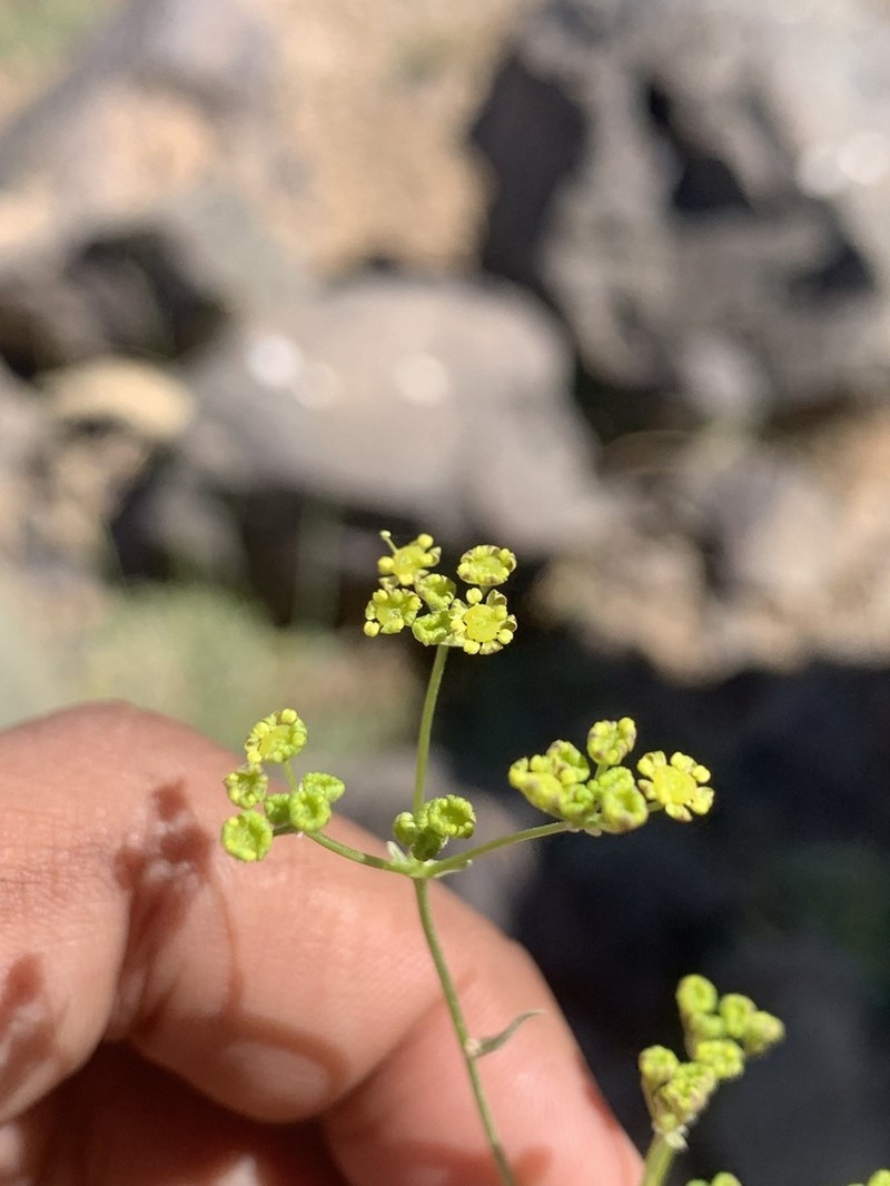 Pseudotrachydium depressum