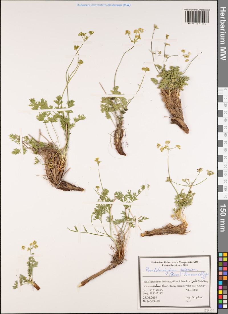 Pseudotrachydium depressum photo 2