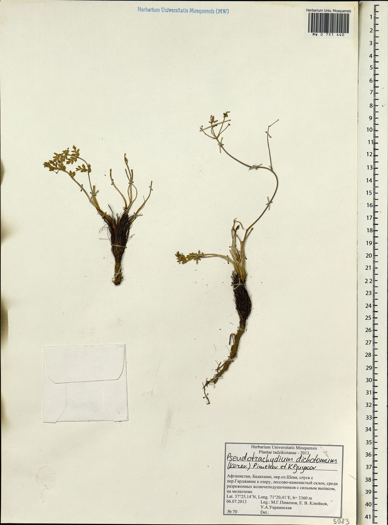 Pseudotrachydium dichotomum