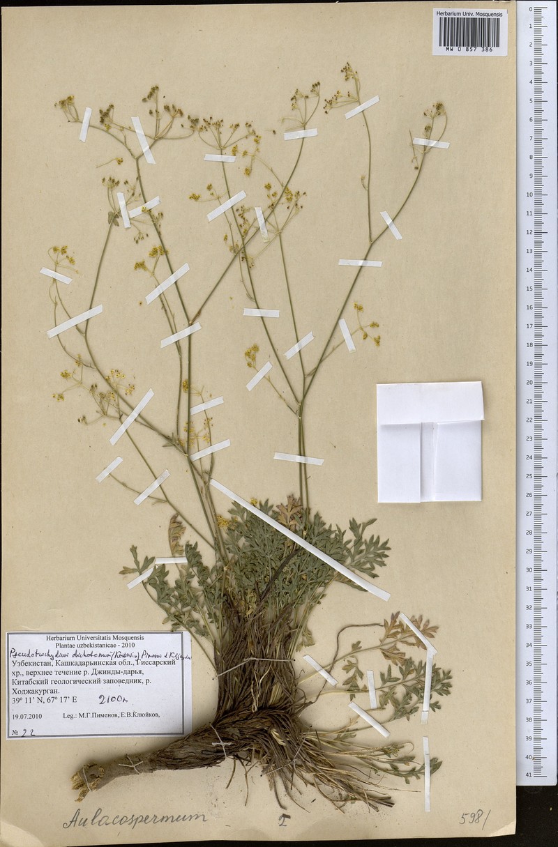 Pseudotrachydium dichotomum photo 2