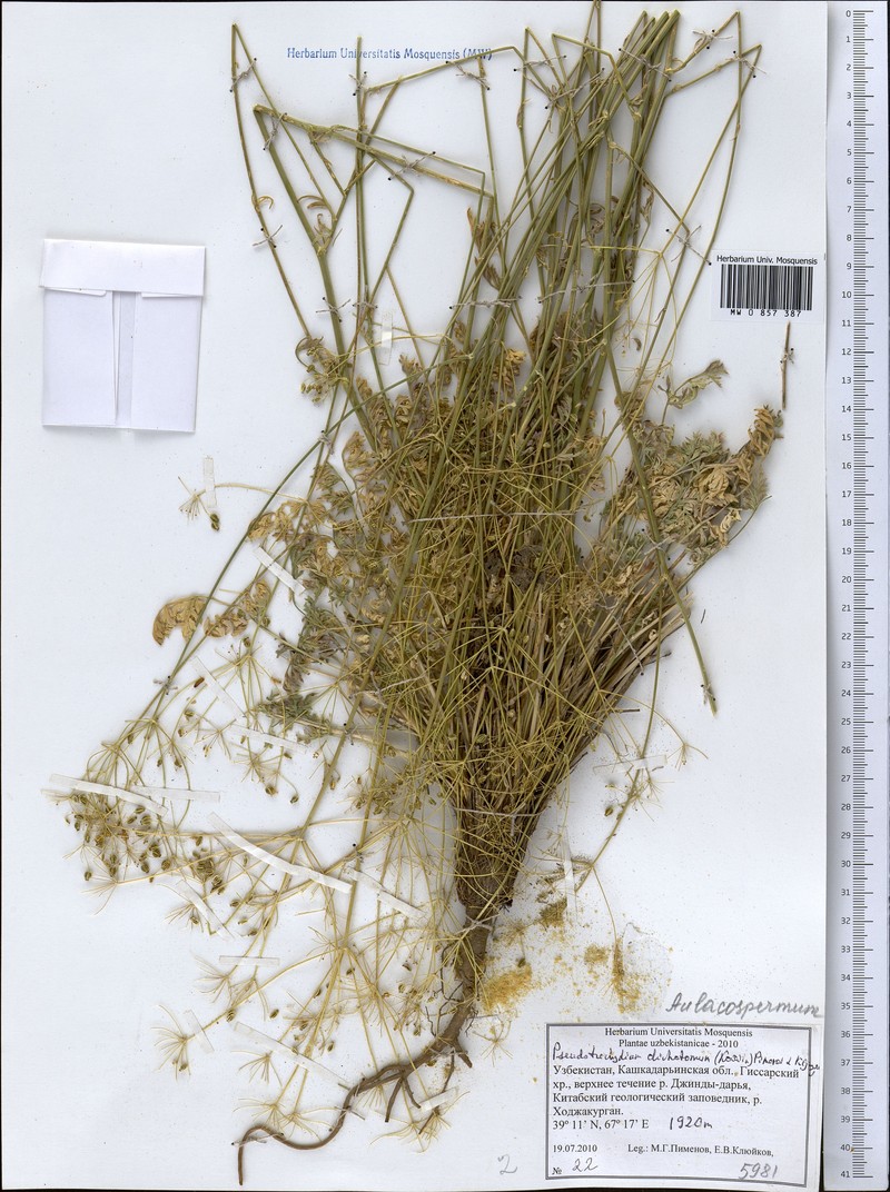 Pseudotrachydium dichotomum photo 3