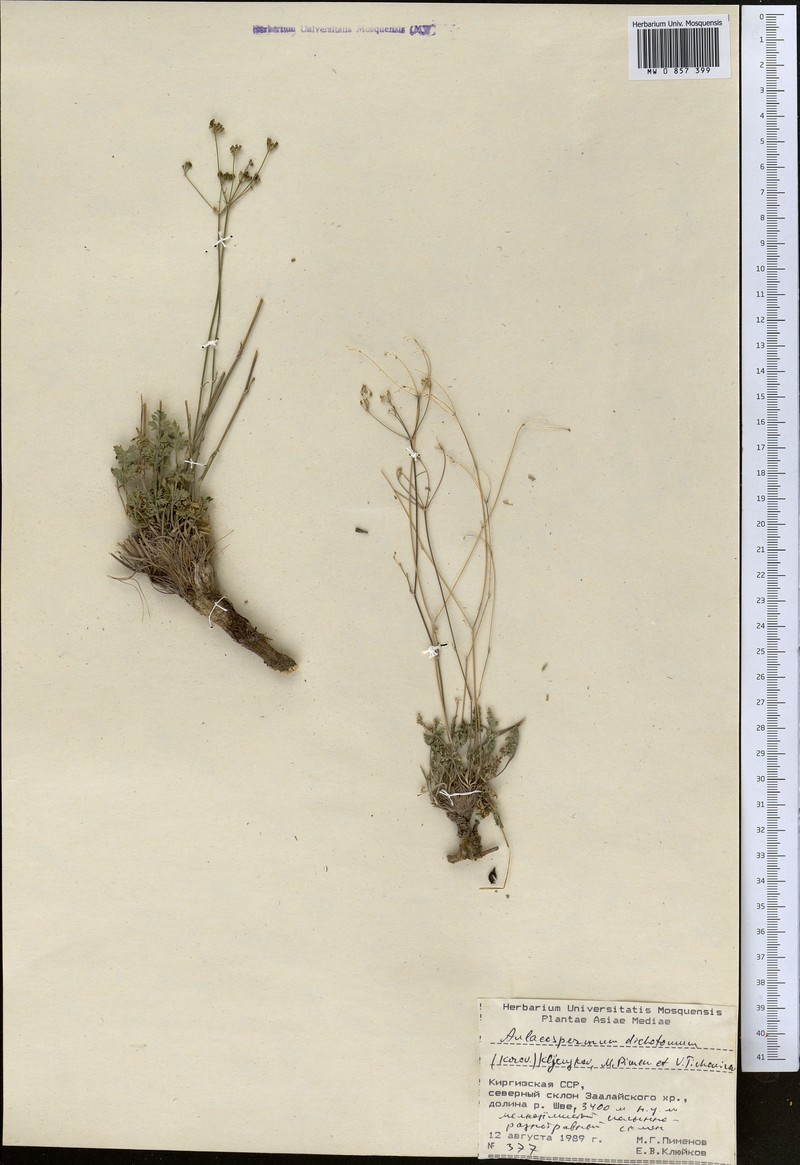 Pseudotrachydium dichotomum photo 4