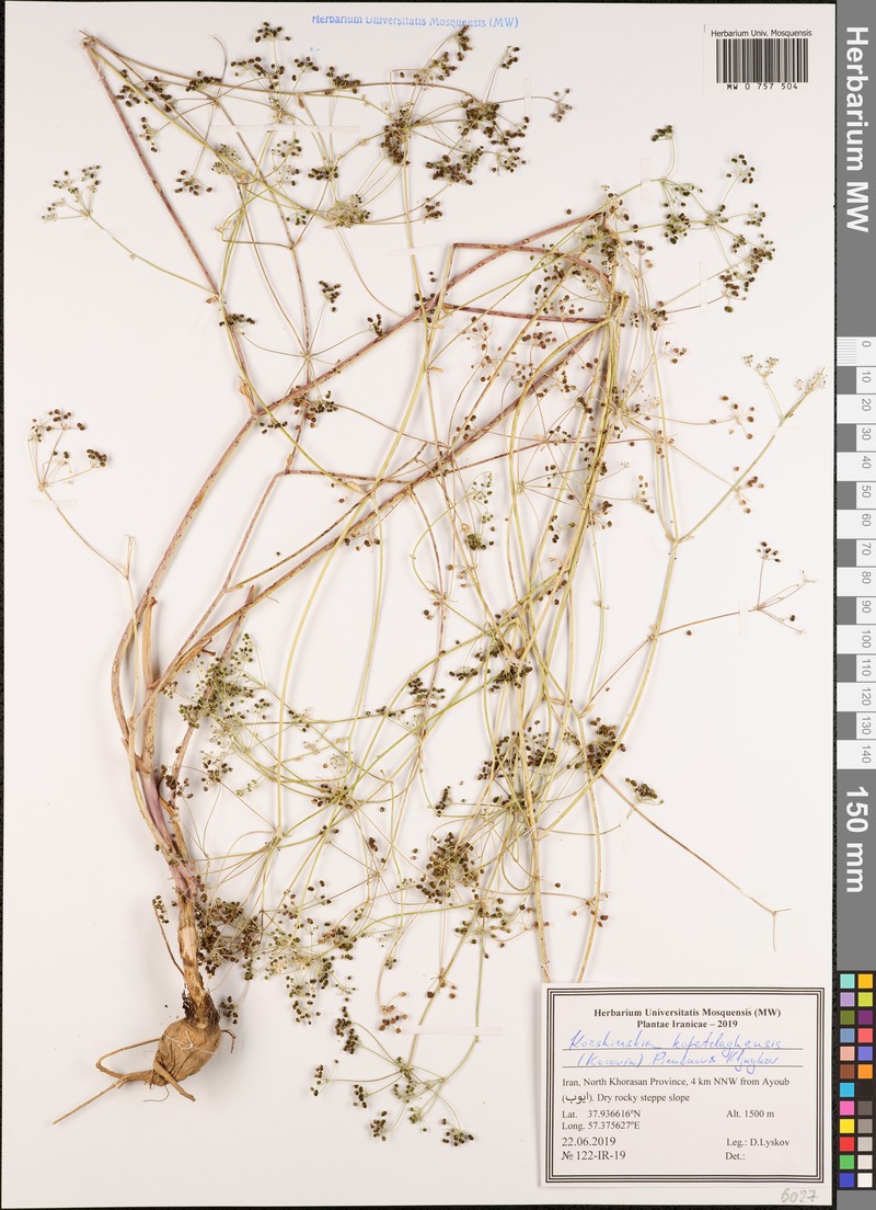 Pseudotrachydium kopetdagense