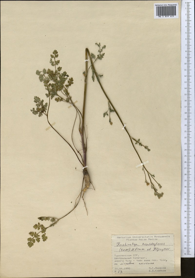 Pseudotrachydium kopetdagense photo 2