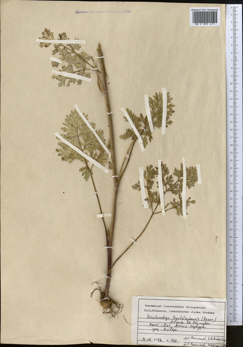 Pseudotrachydium kopetdagense photo 3