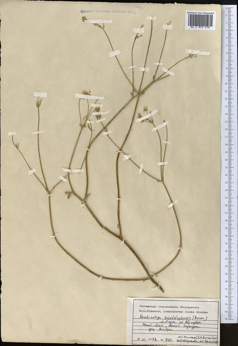 Pseudotrachydium kopetdagense photo 4