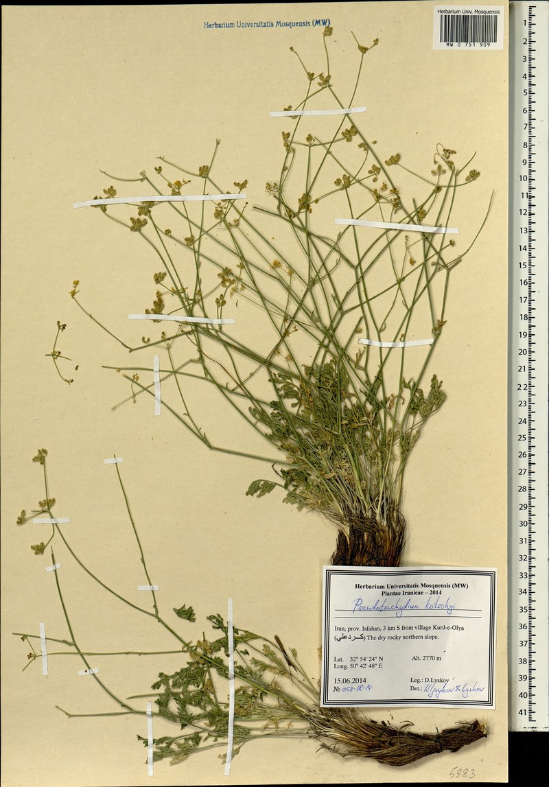 Pseudotrachydium kotschyi