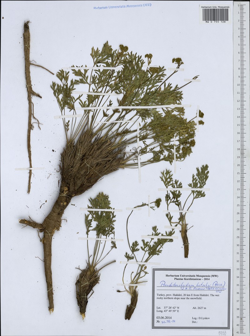 Pseudotrachydium kotschyi photo 2
