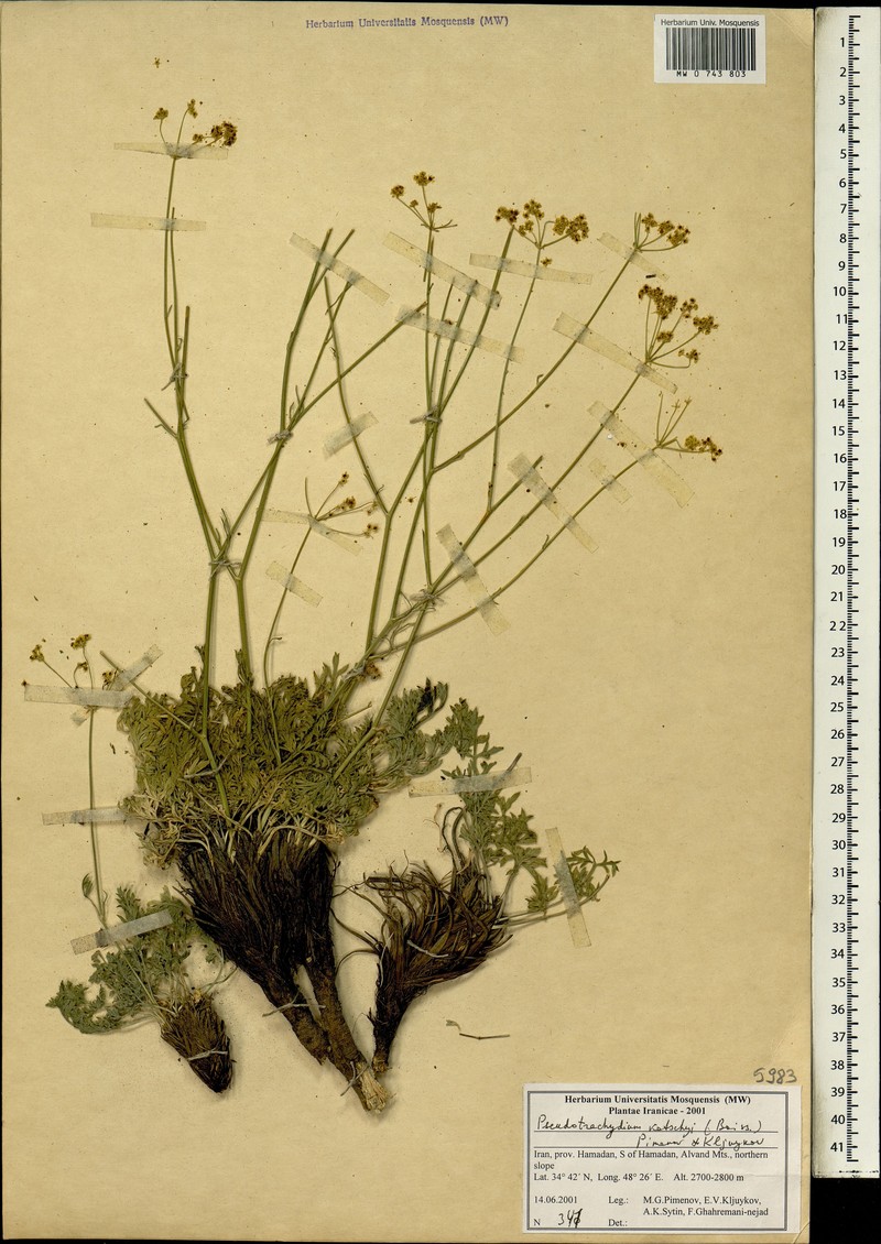 Pseudotrachydium kotschyi photo 3
