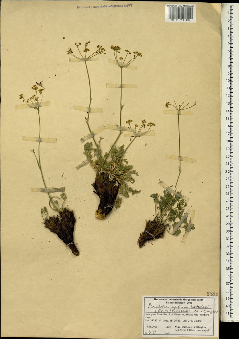 Pseudotrachydium kotschyi photo 4