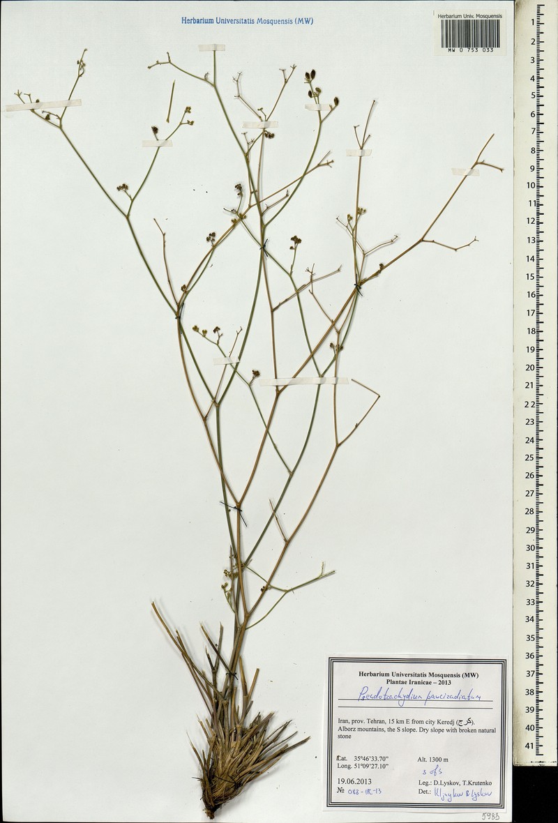Pseudotrachydium pauciradiatum