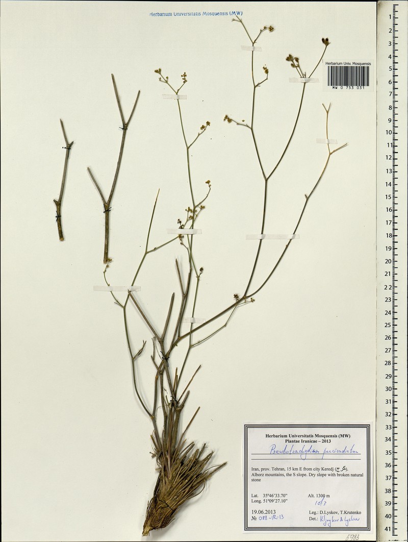 Pseudotrachydium pauciradiatum photo 2