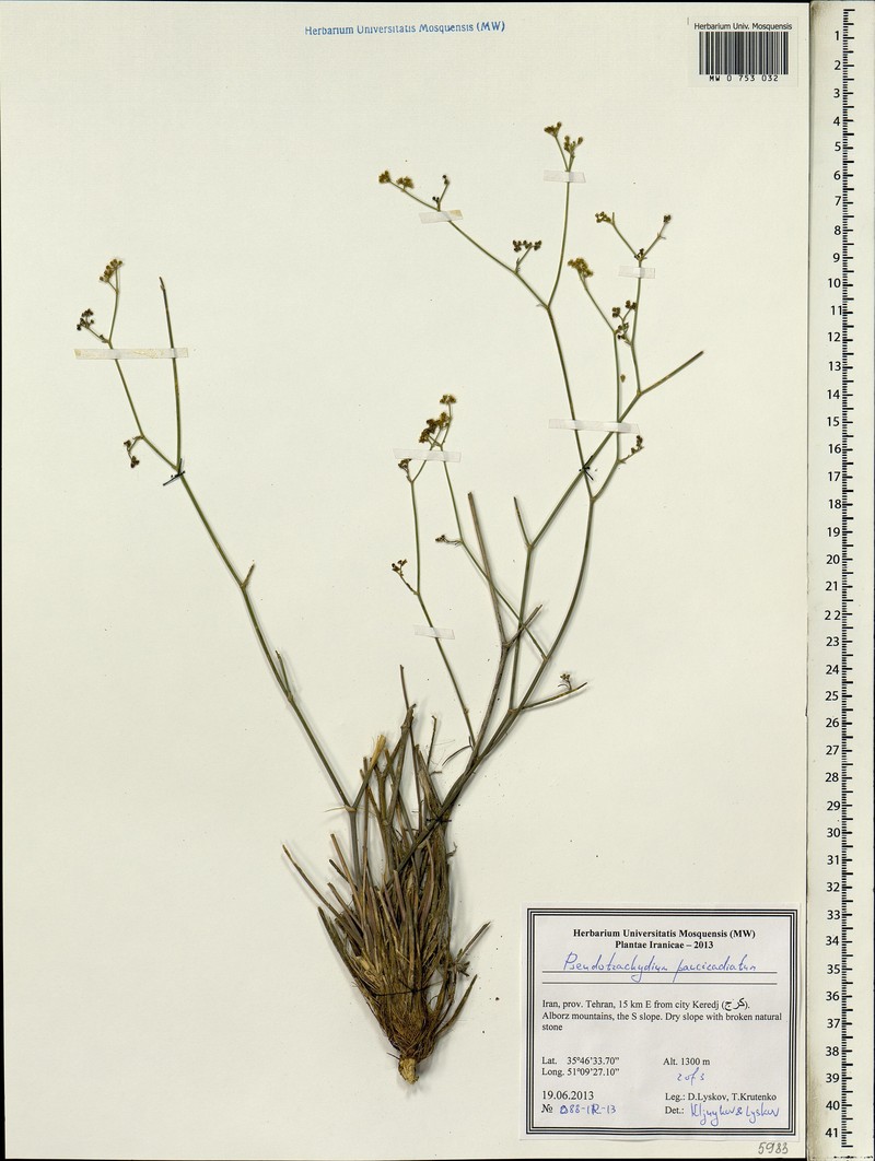 Pseudotrachydium pauciradiatum photo 3