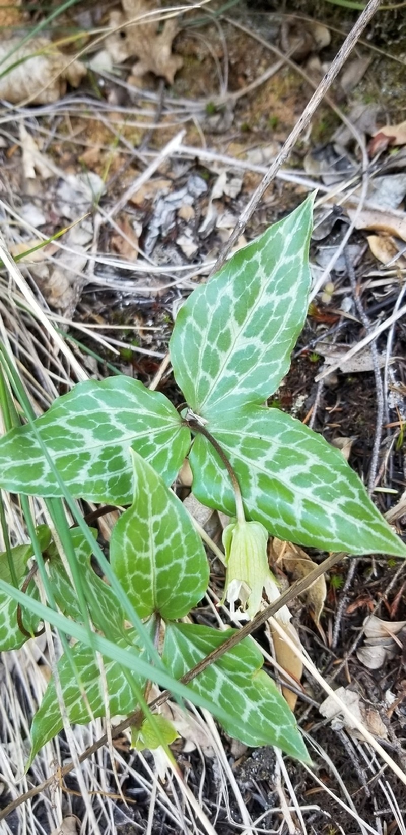 Brook Wakerobin photo 3