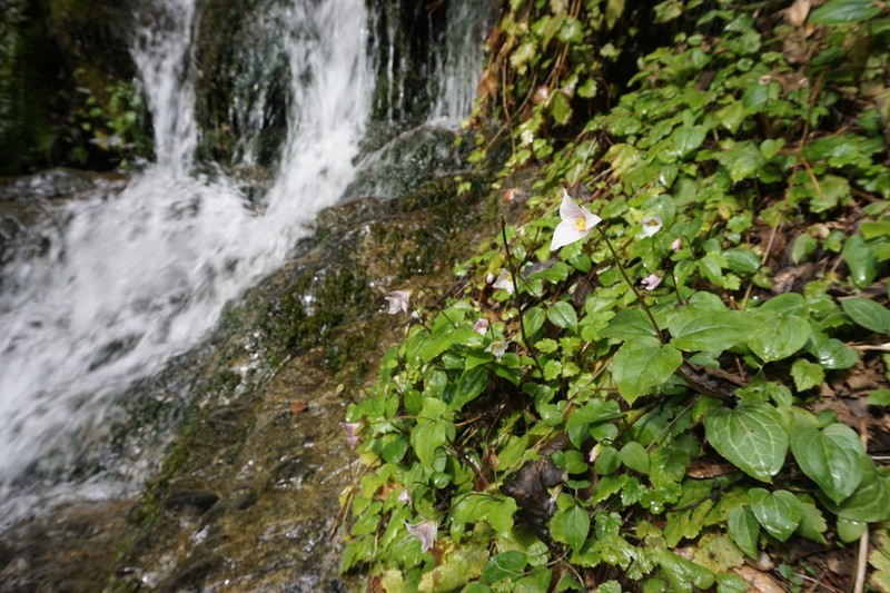 Brook Wakerobin photo 6