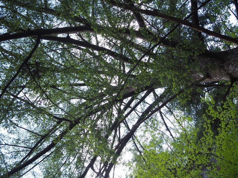 Pseudotsuga japonica photo 2