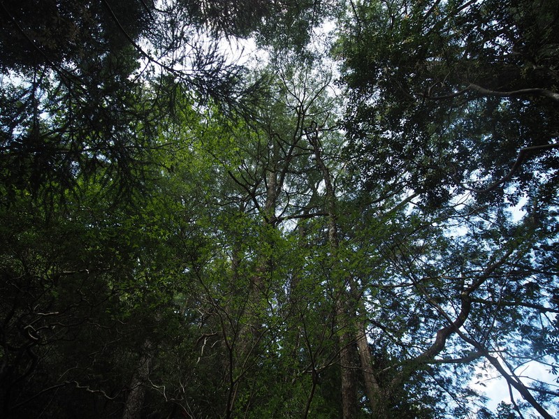 Pseudotsuga japonica photo 3