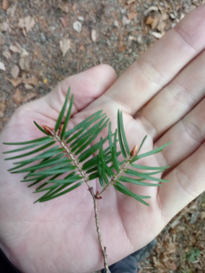 Pseudotsuga japonica photo 5