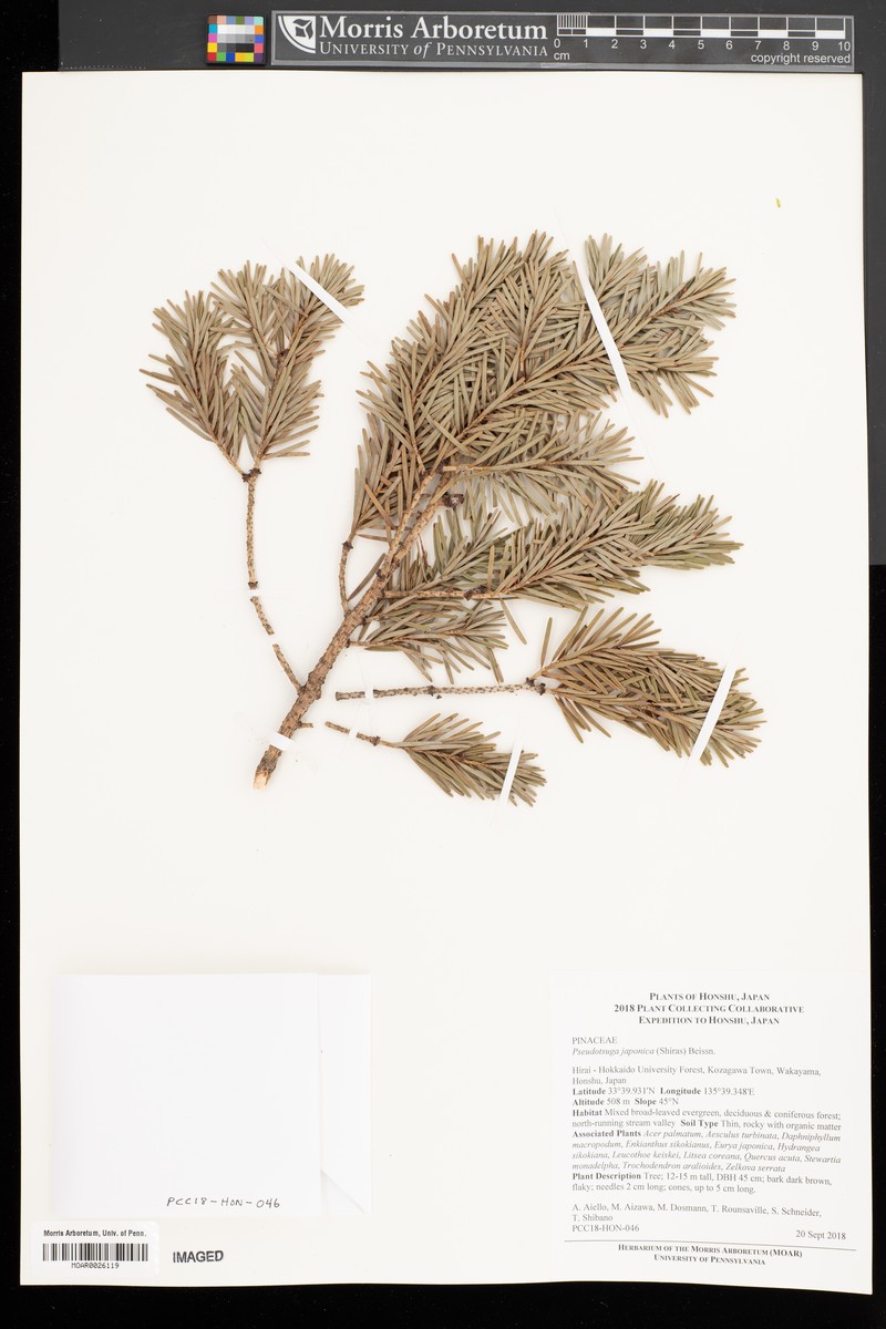 Pseudotsuga japonica photo 6