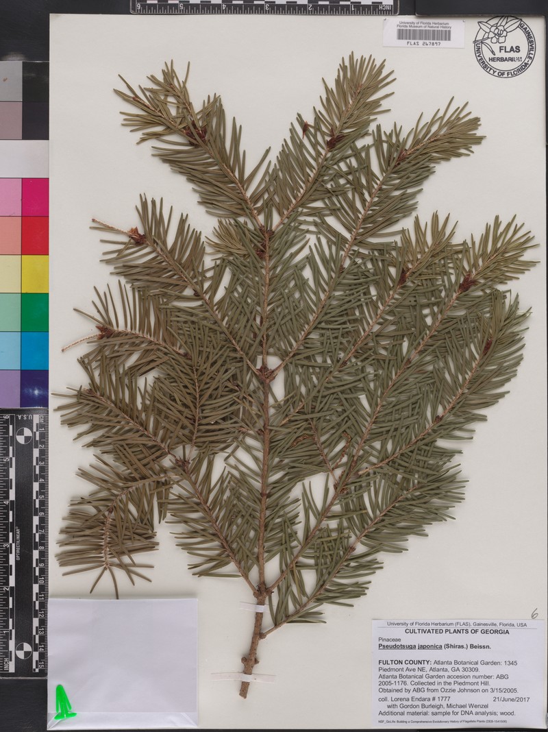 Pseudotsuga japonica photo 7
