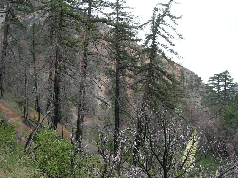 Bigcone Douglas-Fir photo 6