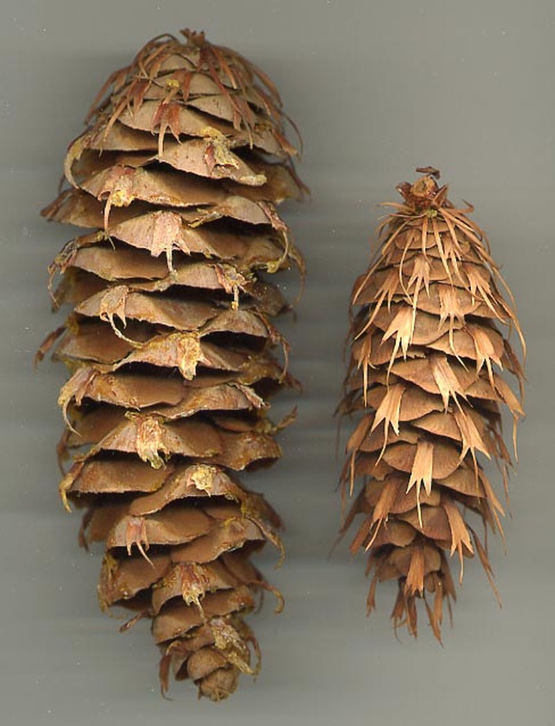 Bigcone Douglas-Fir photo 3