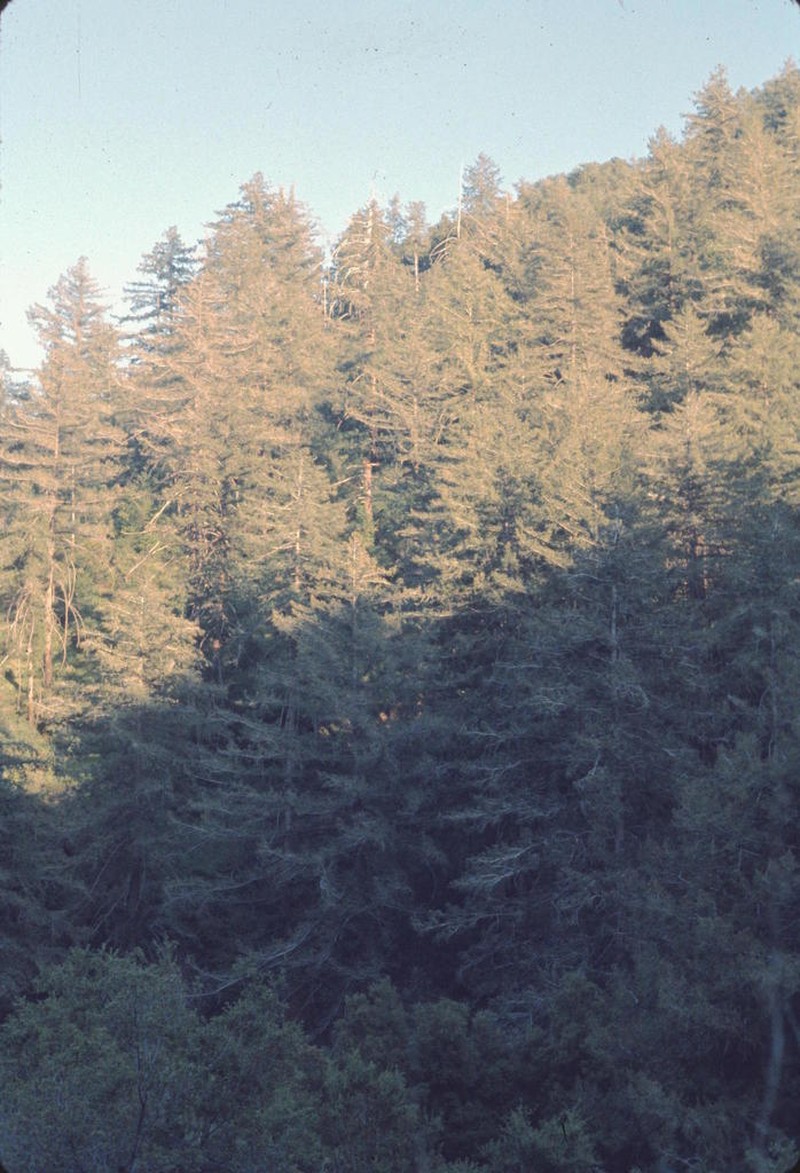 Bigcone Douglas-Fir photo 3