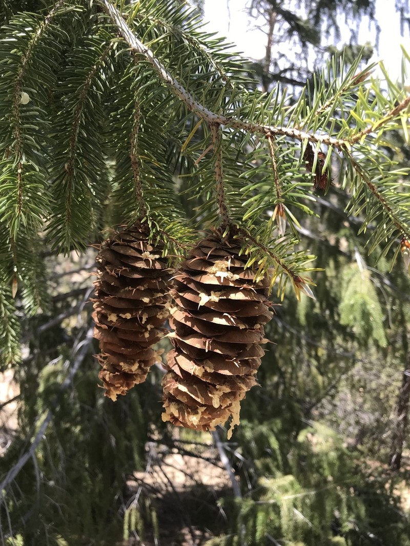 Bigcone Douglas-Fir photo 4
