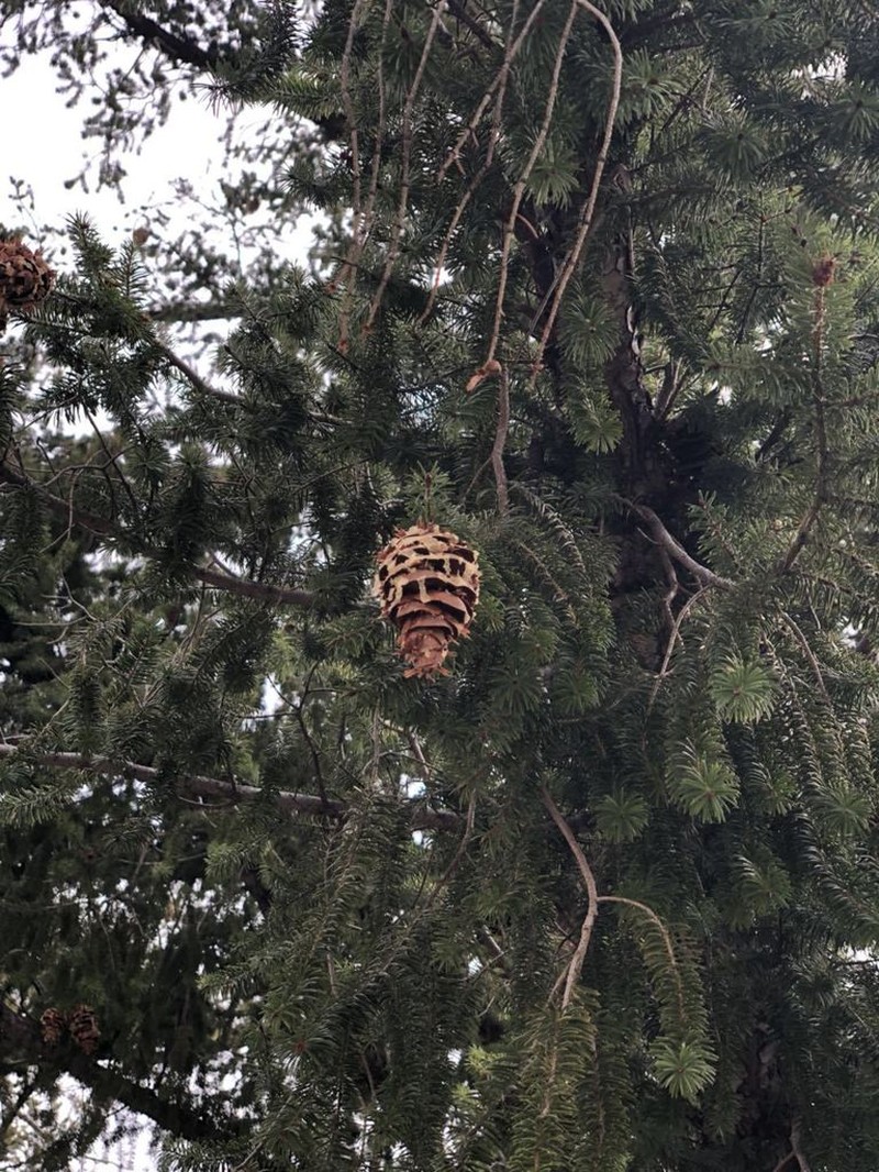 Bigcone Douglas-Fir photo 5