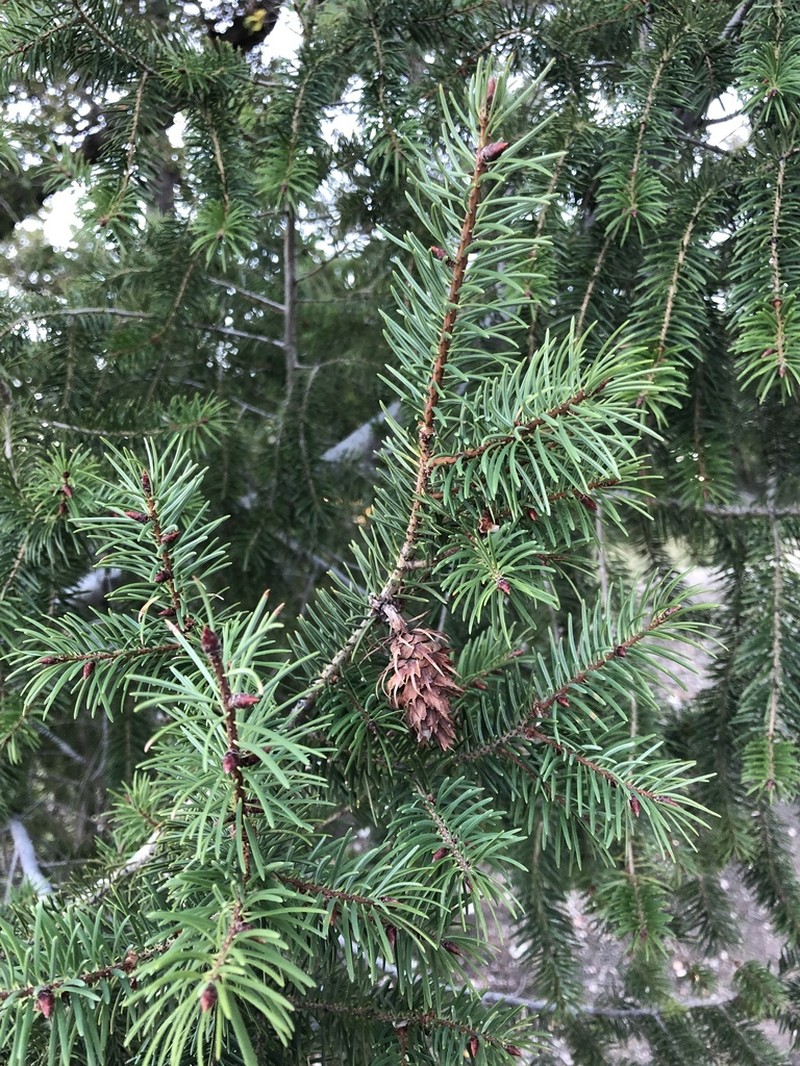Bigcone Douglas-Fir photo 6