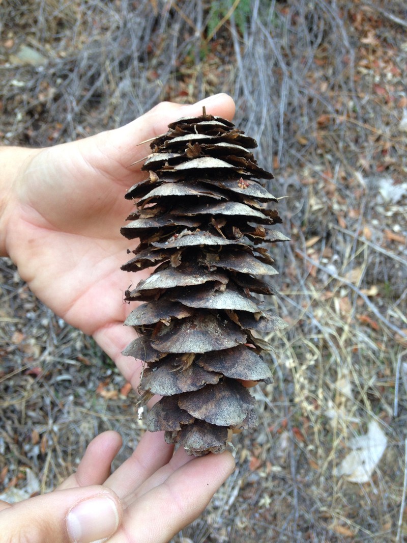 Bigcone Douglas-Fir photo 7