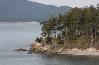 Douglas-Fir
