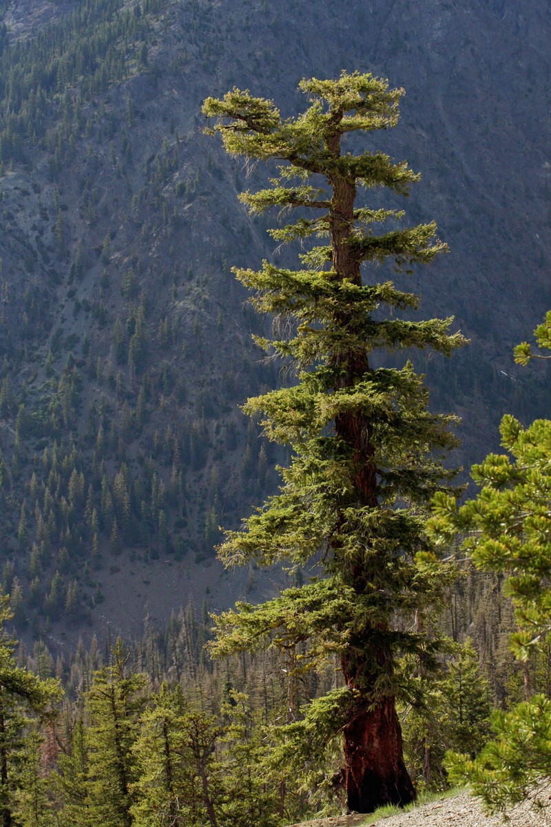 Douglas-Fir photo 2