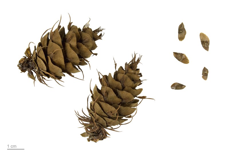 Douglas-Fir photo 4