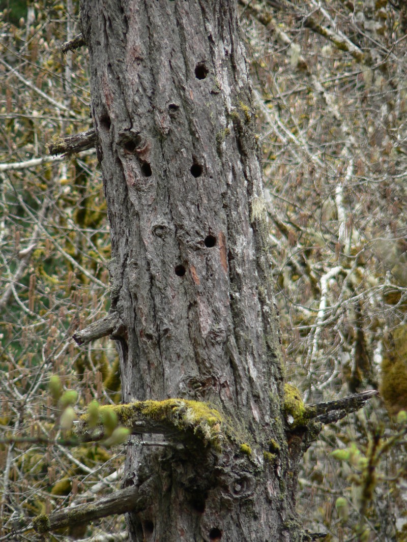 Douglas-Fir photo 6
