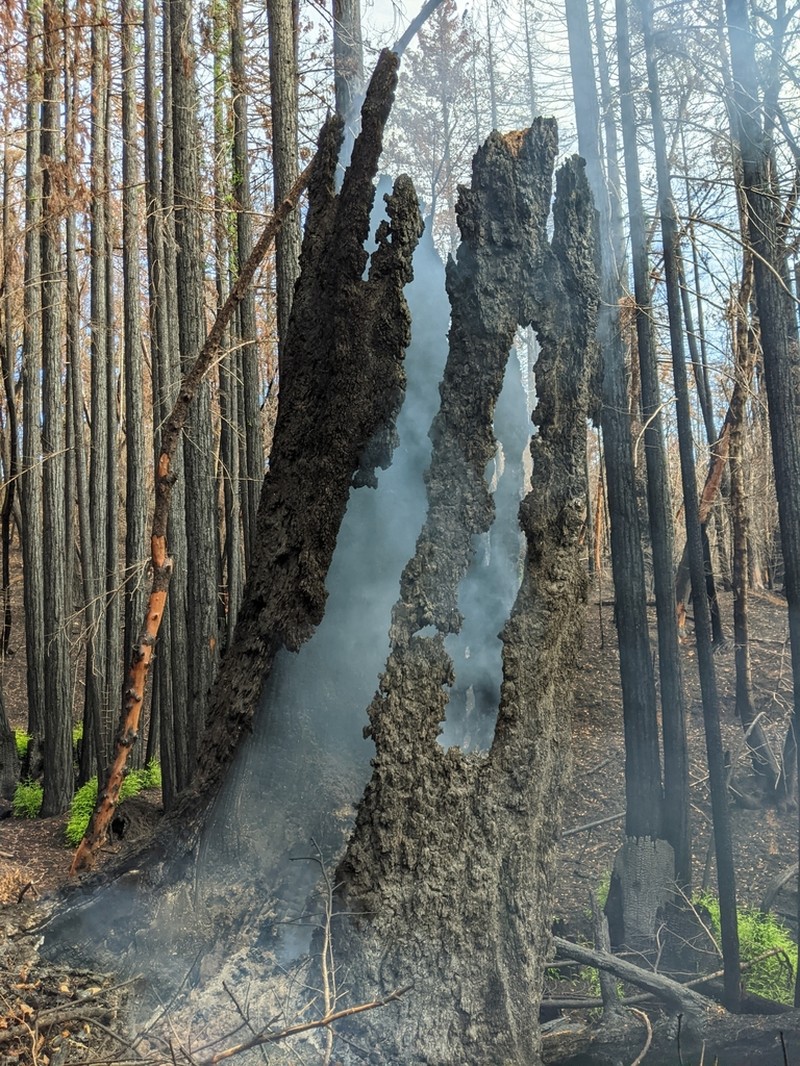 Douglas-Fir photo 7