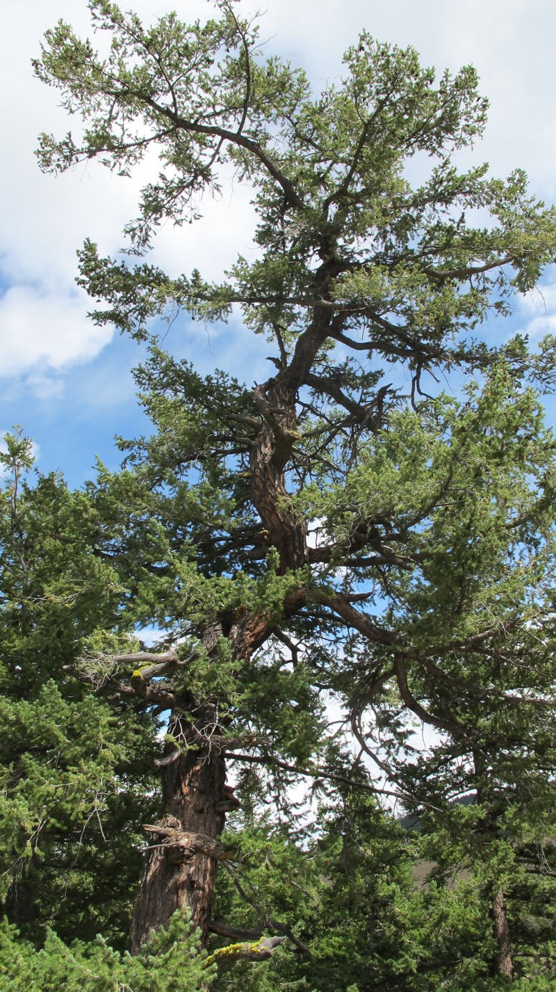Pseudotsuga menziesii var. glauca photo 3