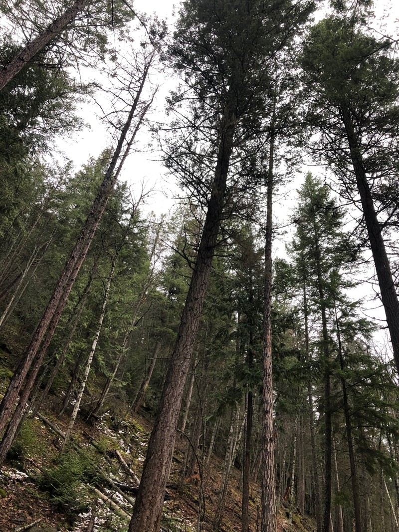 Pseudotsuga menziesii var. glauca photo 4