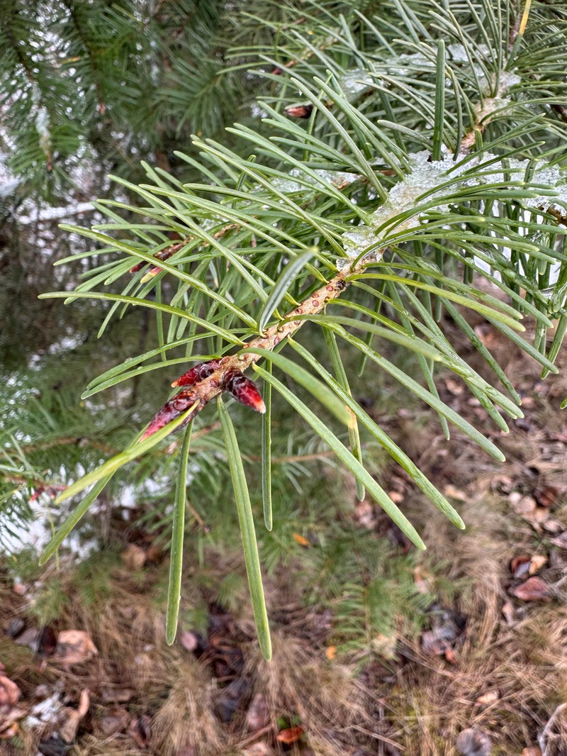 Pseudotsuga menziesii var. glauca photo 5