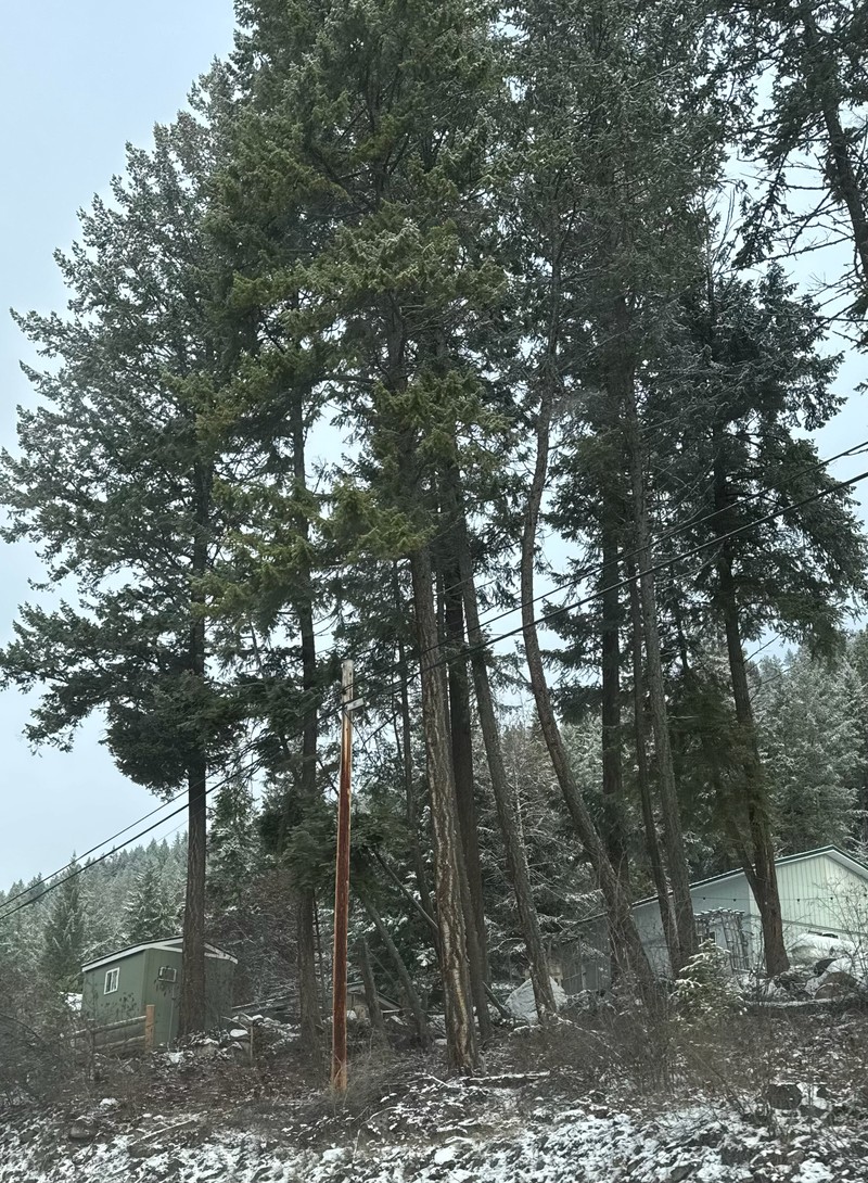 Pseudotsuga menziesii var. glauca photo 6