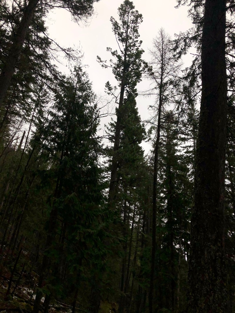 Pseudotsuga menziesii var. glauca photo 8