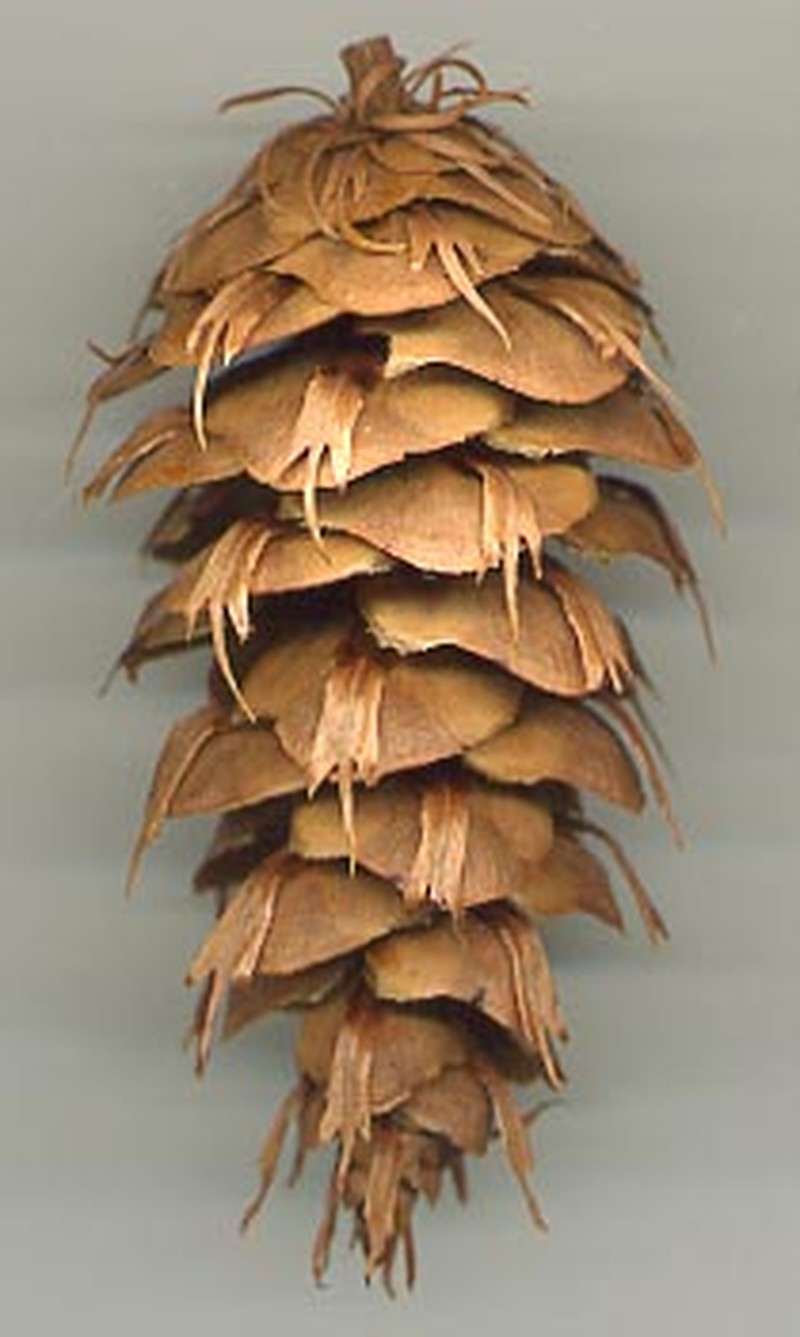 Pseudotsuga menziesii var. menziesii