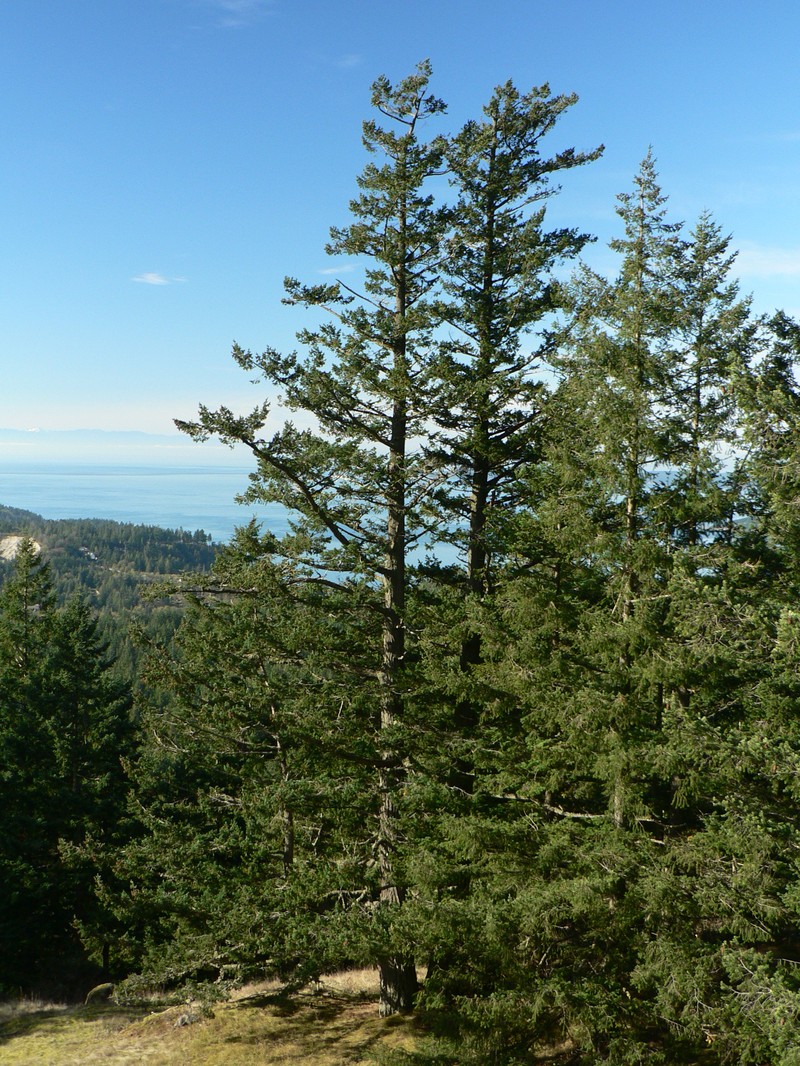 Pseudotsuga menziesii var. menziesii photo 2