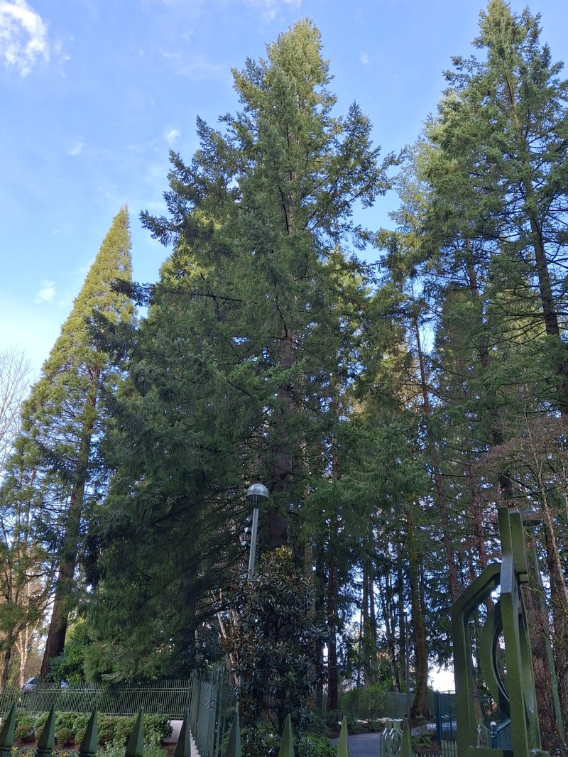 Pseudotsuga menziesii var. menziesii photo 3
