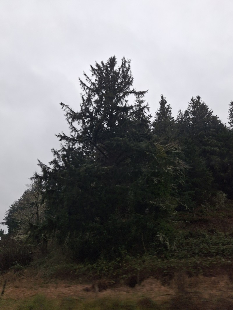 Pseudotsuga menziesii var. menziesii photo 4