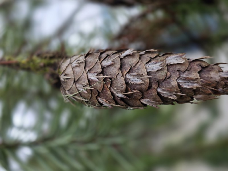 Pseudotsuga menziesii var. menziesii photo 5
