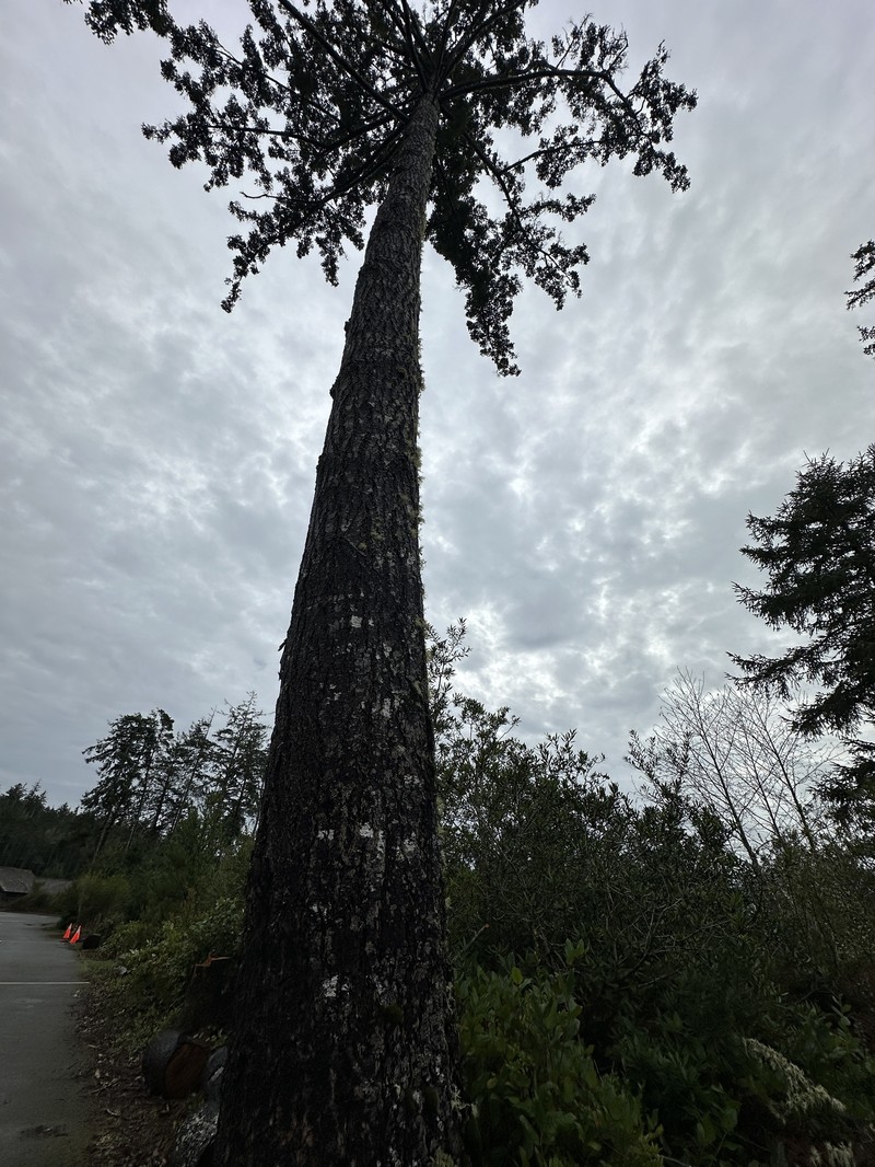 Pseudotsuga menziesii var. menziesii photo 6