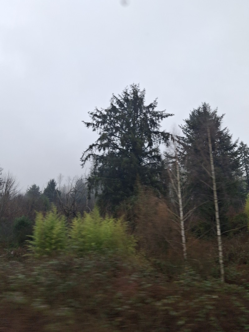 Pseudotsuga menziesii var. menziesii photo 7