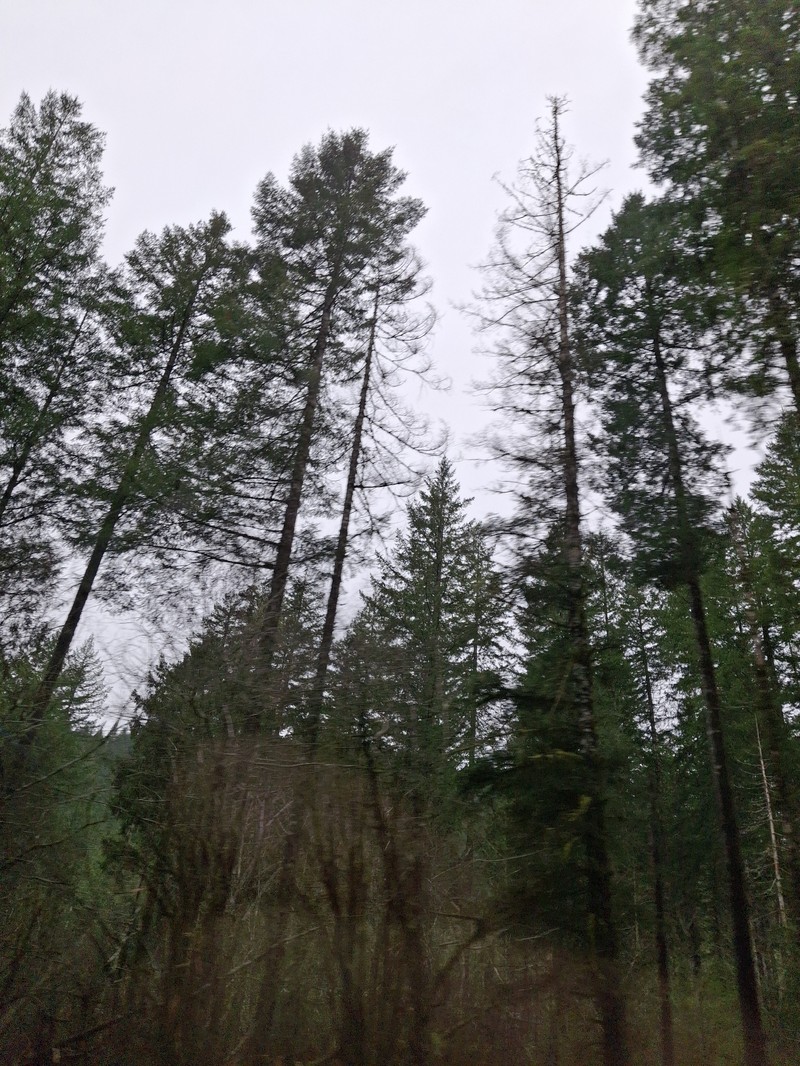 Pseudotsuga menziesii var. menziesii photo 8