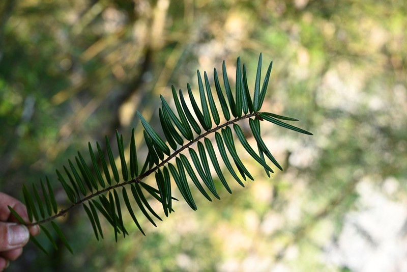 Pseudotsuga sinensis photo 3